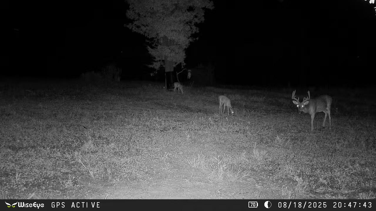 Load video: Nut Grub Brings &#39;Em Close